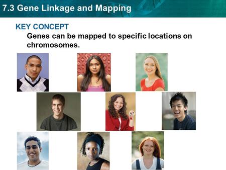 7.3 Gene Linkage and Mapping KEY CONCEPT Genes can be mapped to specific locations on chromosomes.