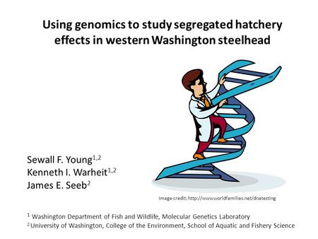 Using genomics to study segregated hatchery effects in western Washington steelhead Sewall F. Young 1,2 Kenneth I. Warheit 1,2 James E. Seeb 2 1 Washington.