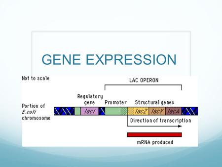 GENE EXPRESSION. CONSTITUTIVE GENE PRODUCTS ARE NEEDED BY THE BODY AT ALL TIMES TUMOR SUPRESSOR PROTEINS ENZYMES THAT CONTROL CELLULAR RESPIRATION.