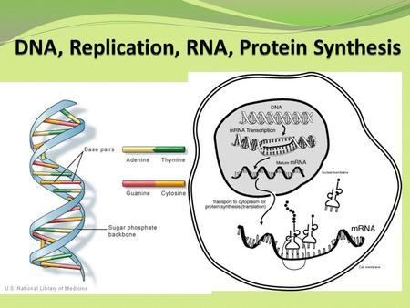 DNA, Replication, RNA, Protein Synthesis