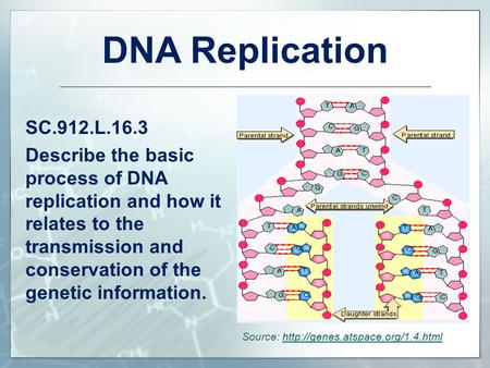 DNA Replication SC.912.L.16.3 Describe the basic process of DNA replication and how it relates to the transmission and conservation of the genetic information.