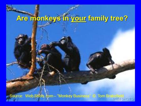 Source: Web Shots.com – “Monkey Business” © Tom Brakefield Are monkeys in your family tree?
