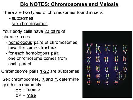 Bio NOTES: Chromosomes and Meiosis