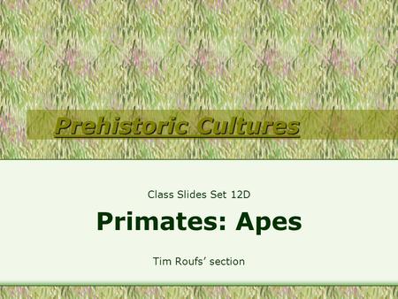 Prehistoric Cultures Prehistoric Cultures Class Slides Set 12D Primates: Apes Tim Roufs’ section.