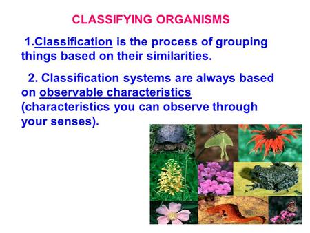CLASSIFYING ORGANISMS