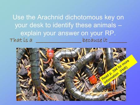 Use the Arachnid dichotomous key on your desk to identify these animals – explain your answer on your RP. That is a __________________ because it _______.