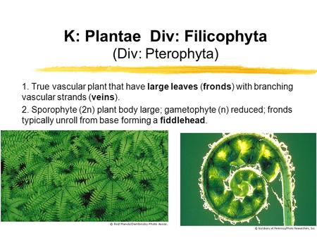 K: Plantae Div: Filicophyta (Div: Pterophyta) 1. True vascular plant that have large leaves (fronds) with branching vascular strands (veins). 2. Sporophyte.