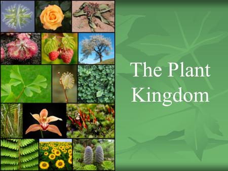 The Plant Kingdom. Learning Goal Understand the characteristics of plants Understand the characteristics of plants Determine the difference between coniferous.