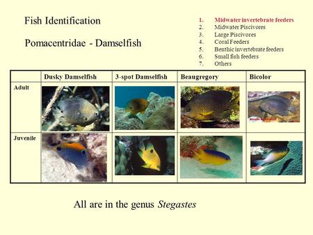 Fish Identification 1.Midwater invertebrate feeders 2.Midwater Piscivores 3.Large Piscivores 4.Coral Feeders 5.Benthic invertebrate feeders 6.Small fish.