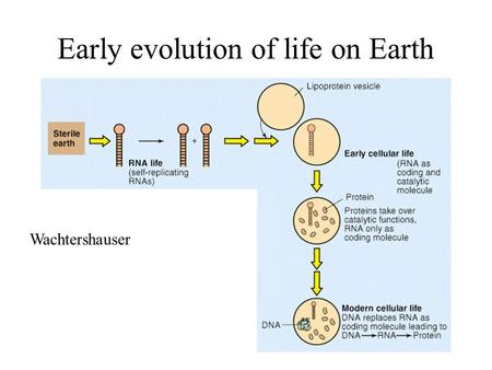Early evolution of life on Earth Wachtershauser. Miller and Urey experiment.