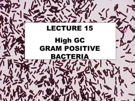 LECTURE 15 High GC GRAM POSITIVE BACTERIA. . HIGH G+C GRAM POSITIVES Actinomycetes Corynebacteria Propionic acid bacteria Bifidobacteria Micrococci.