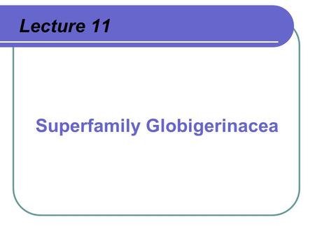 Superfamily Globigerinacea