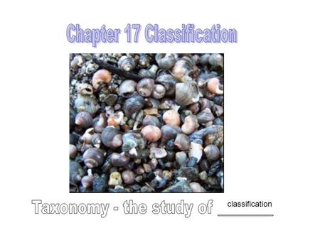 Classification. MANDERINE ORANGES FLOUR TORTILLA BABY WASH PARMESAN CHEESE.