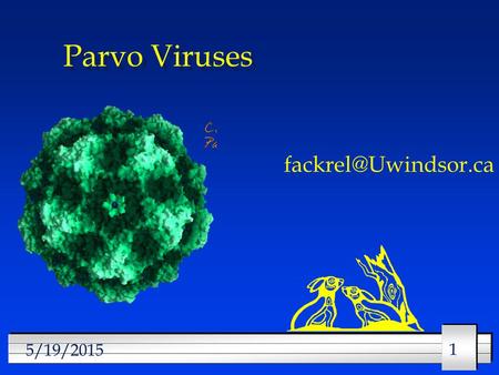 11 5/19/2015 Parvo Viruses 22 5/19/2015 Parvo Viruses l Structure l Classification l Multiplication l Clinical manifestations l Epidemiology.