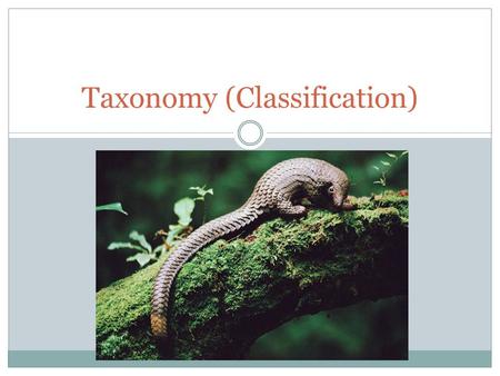 Taxonomy (Classification). Carolus Linnaeus -developed the scientific naming system still used today. Taxonomy is the science of naming and classifying.
