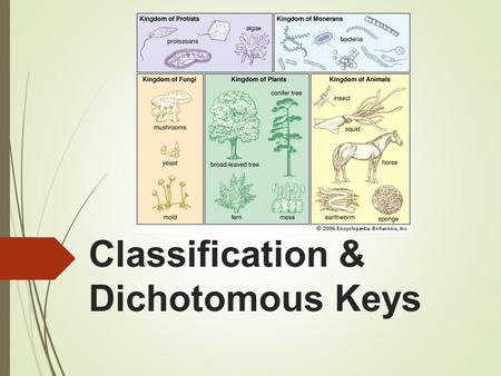 Classification & Dichotomous Keys.  This Powerpoint is a compilation of presentations found on the Internet. Unfortunately, the authors did not include.