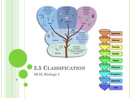 5.5 C LASSIFICATION IB SL Biology I. W HY C LASSIFY ? Taxonomy - the science and practice of classification Humans have developed classification systems.