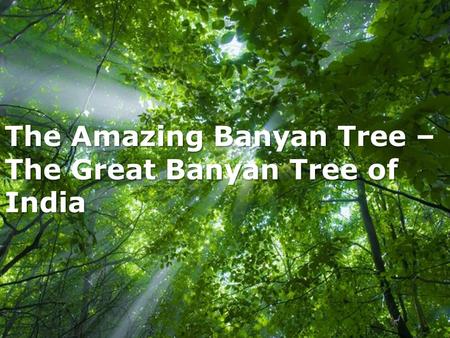 The Amazing Banyan Tree – The Great Banyan Tree of India