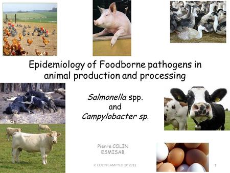 Epidemiology of Foodborne pathogens in animal production and processing Salmonella spp. and Campylobacter sp. Pierre COLIN ESMISAB P. COLIN CAMPYLO 1P.