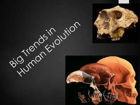 Big Trends in Human Evolution. Introduction – Human Evolution  Mosaic Evolution: ________________________  With respect to human evolution: _____________________.