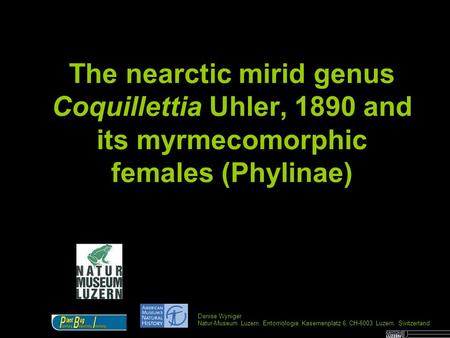 The nearctic mirid genus Coquillettia Uhler, 1890 and its myrmecomorphic females (Phylinae) Denise Wyniger Natur-Museum Luzern, Entomologie, Kasernenplatz.