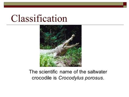 The scientific name of the saltwater crocodile is Crocodylus porosus.