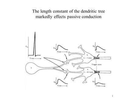 1 The length constant of the dendritic tree markedly effects passive conduction.