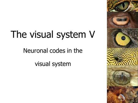 The visual system V Neuronal codes in the visual system.