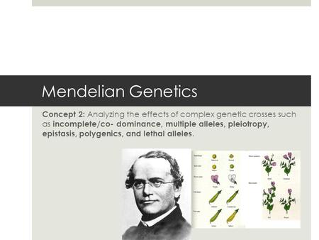 Mendelian Genetics Concept 2: Analyzing the effects of complex genetic crosses such as incomplete/co- dominance, multiple alleles, pleiotropy, epistasis,