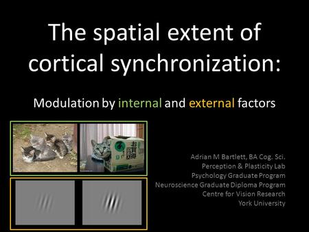 The spatial extent of cortical synchronization: Modulation by internal and external factors Adrian M Bartlett, BA Cog. Sci. Perception & Plasticity Lab.