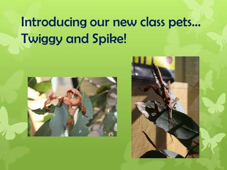 Introducing our new class pets… Twiggy and Spike!.