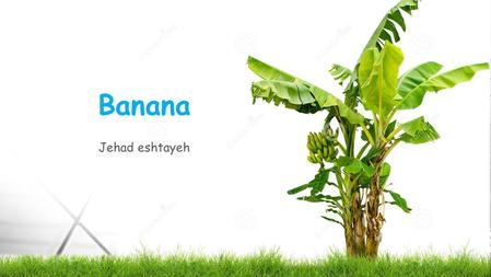 Banana Jehad eshtayeh 1. Scientific classification Kingdom:Plantae (unranked):Angiosperms (unranked):Monocots (unranked):Commelinids Order:Zingiberales.