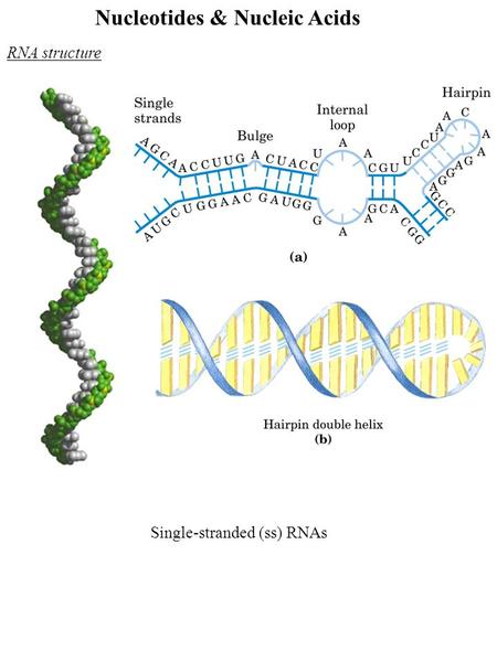 Nucleotides & Nucleic Acids RNA structure Single-stranded (ss) RNAs.