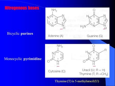 Nitrogenous bases Bicyclic purines Monocyclic pyrimidine