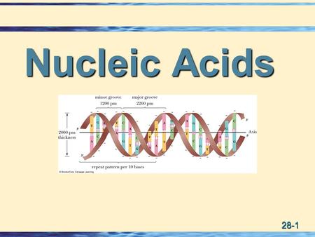 Nucleic Acids.
