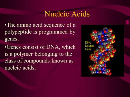 Nucleic Acids The amino acid sequence of a polypeptide is programmed by genes. Genes consist of DNA, which is a polymer belonging to the class of compounds.