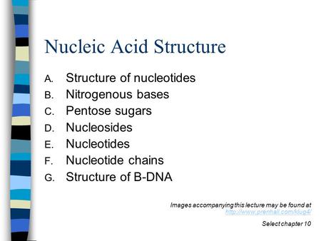Nucleic Acid Structure A. Structure of nucleotides B. Nitrogenous bases C. Pentose sugars D. Nucleosides E. Nucleotides F. Nucleotide chains G. Structure.