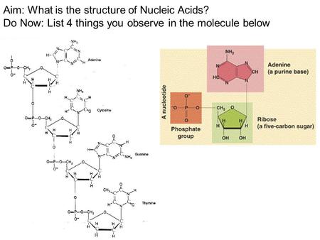 Aim: What is the structure of Nucleic Acids? Do Now: List 4 things you observe in the molecule below.