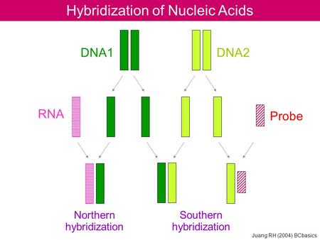 Hybridization of Nucleic Acids RNA DNA1DNA2 Probe Southern hybridization Northern hybridization Juang RH (2004) BCbasics.