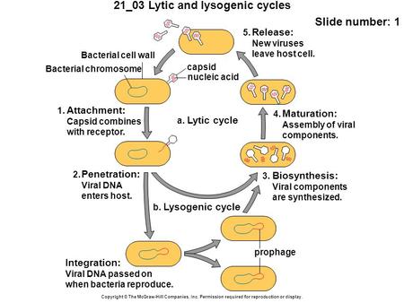21_03 Lytic and lysogenic cycles Slide number: 1 Copyright © The McGraw-Hill Companies, Inc. Permission required for reproduction or display. capsid nucleic.