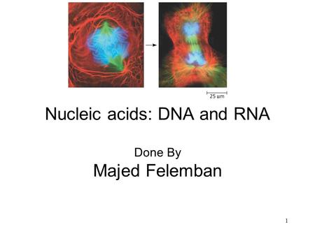 1 Nucleic acids: DNA and RNA Done By Majed Felemban.