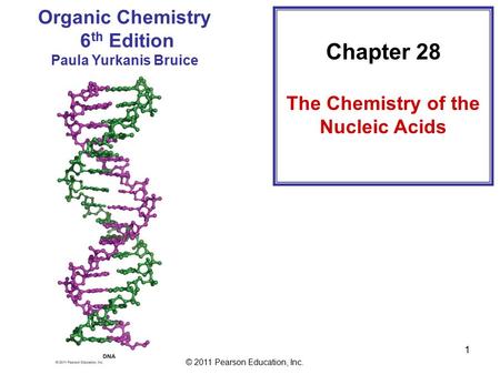 © 2011 Pearson Education, Inc. 1 Chapter 28 The Chemistry of the Nucleic Acids Organic Chemistry 6 th Edition Paula Yurkanis Bruice.