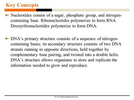 Key Concepts Nucleotides consist of a sugar, phosphate group, and nitrogen-containing base. Ribonucleotides polymerize to form RNA. Deoxyribonucleotides.