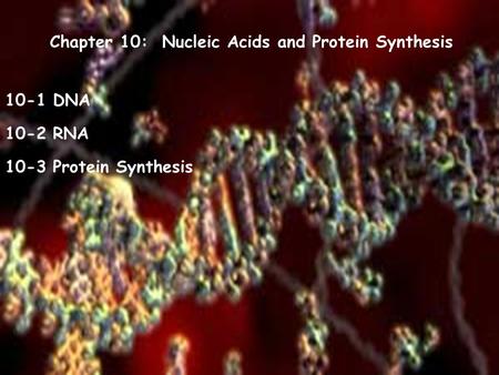Chapter 10: Nucleic Acids and Protein Synthesis