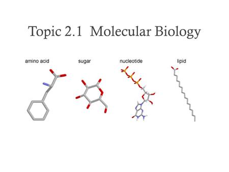 Topic 2.1 Molecular Biology