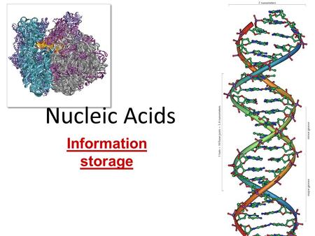 Nucleic Acids Information storage proteins DNA Nucleic Acids Function: – genetic material stores information – genes – blueprint for building proteins.