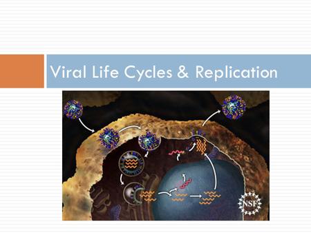 Viral Life Cycles & Replication. Key Terms: Virus Host cell  Viruses attack specific host cells.  They fit into specific surface receptors like a lock.