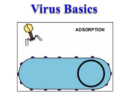 Virus: A biological particle composed of nucleic acid and protein Intracellular Parasites: organism that must “live” inside a host What is a Virus?