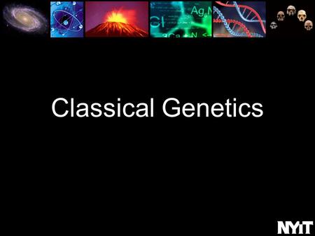 Classical Genetics. The Genome Contains The Entirety Of An Organism's Hereditary Information. If the DNA from a single (diploid) human cell were connected.