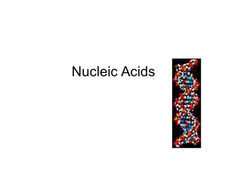 Nucleic Acids. Elements Nucleic Acids Contain C, H, O,N, P.